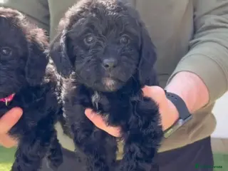 Cockapoo dogs Last girl 🟤Brown collar 😊💖 F1 cockapoos - Advert 3