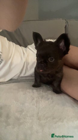 French Bulldog dogs - Advert 9