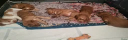 Cocker Spaniel dogs for sale: Beautiful working / show cocker spaniel puppies - Advert 11
