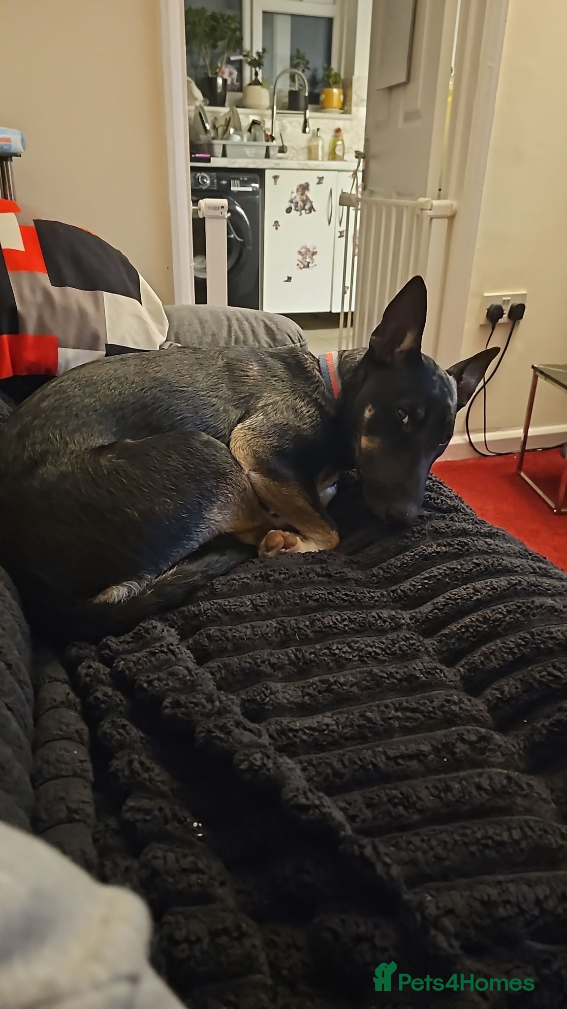 Mixed Breed dogs 6 month English Bull terrier F mix - Advert 16