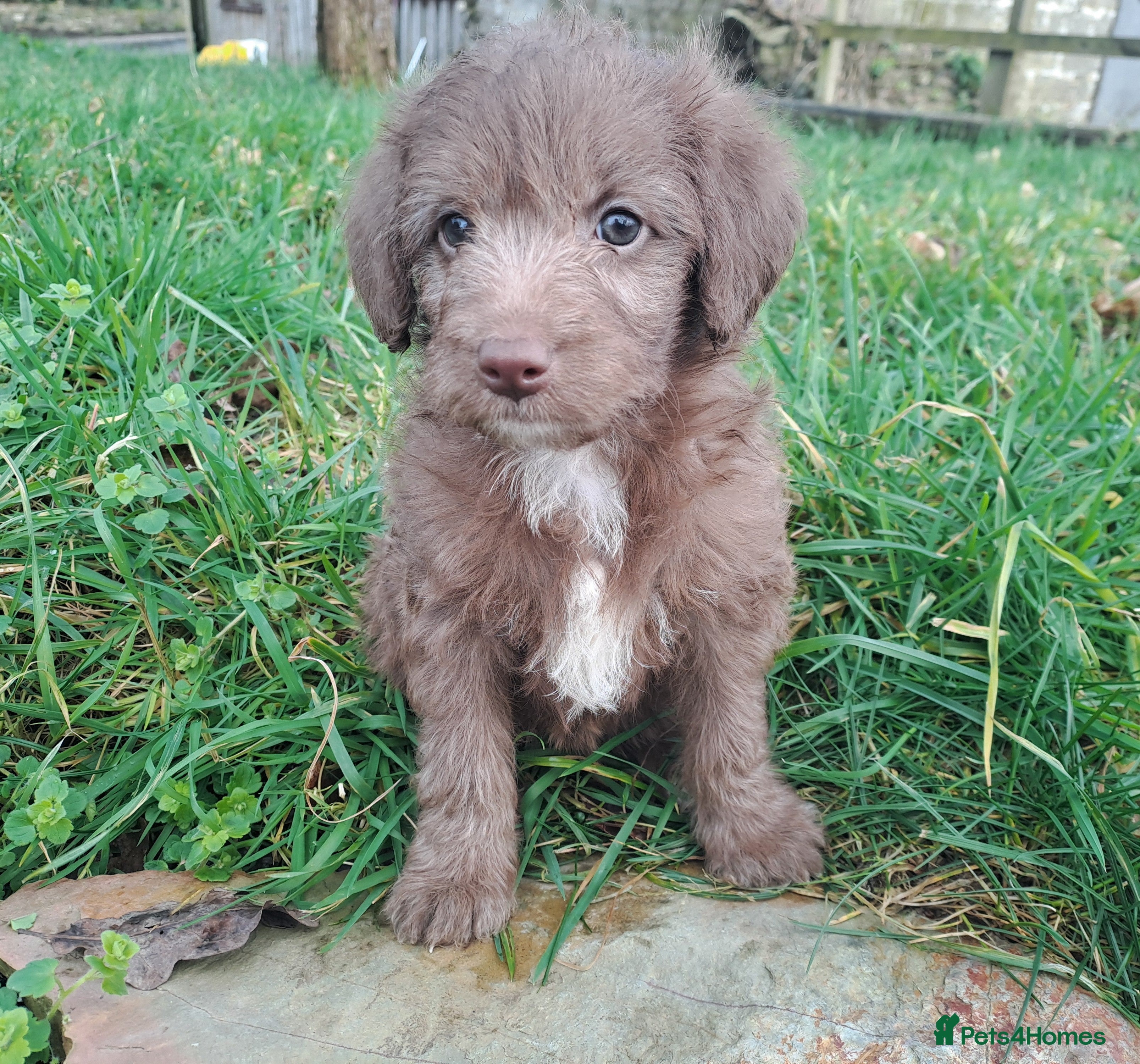 Labradoodle dogs Gorgeous Mini Labradoodle Puppies - Advert 2