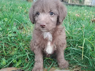 Labradoodle dogs Gorgeous Mini Labradoodle Puppies - Advert 2