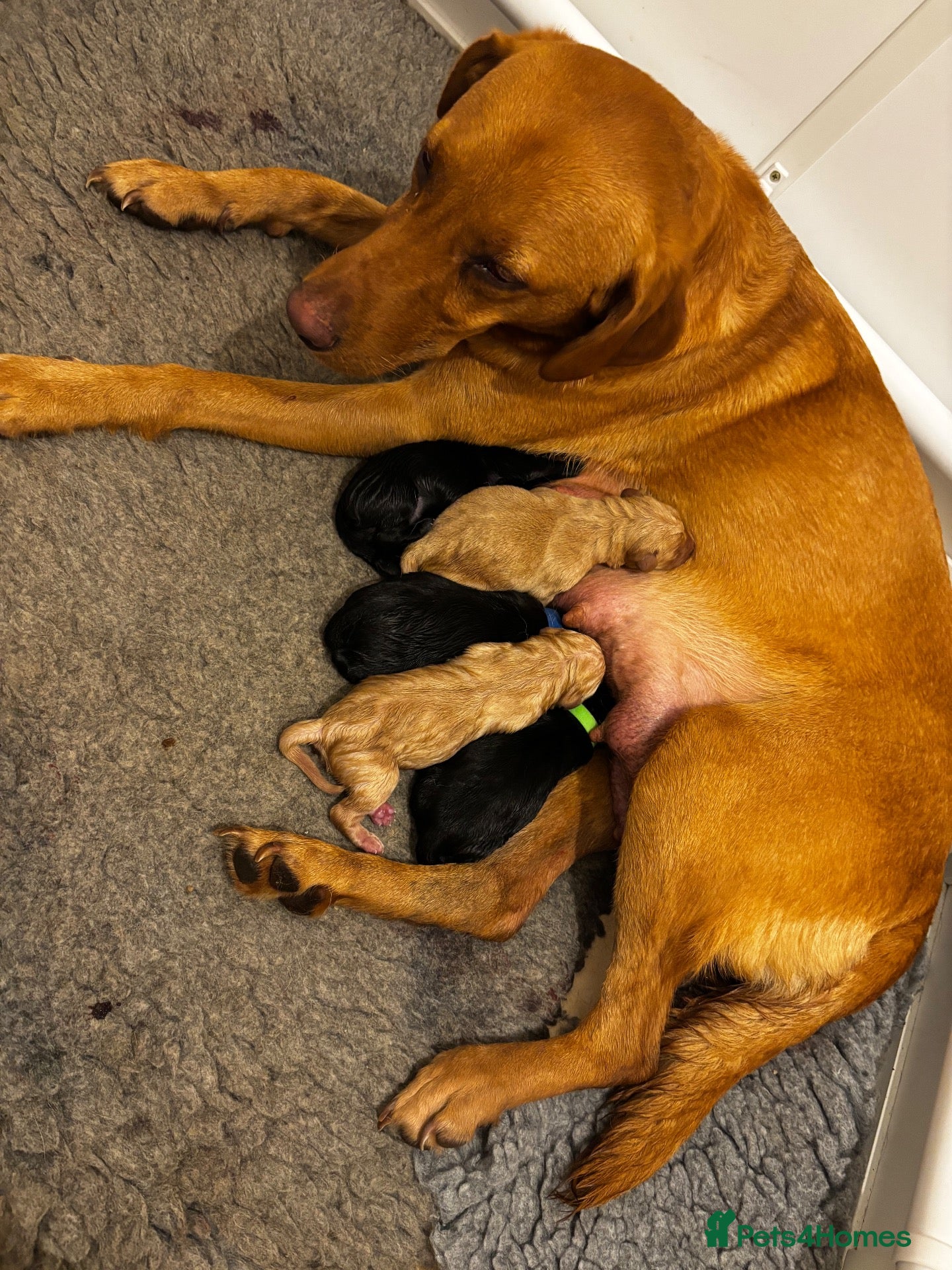 Labrador Retriever dogs Working line Labrador puppies - Advert 2