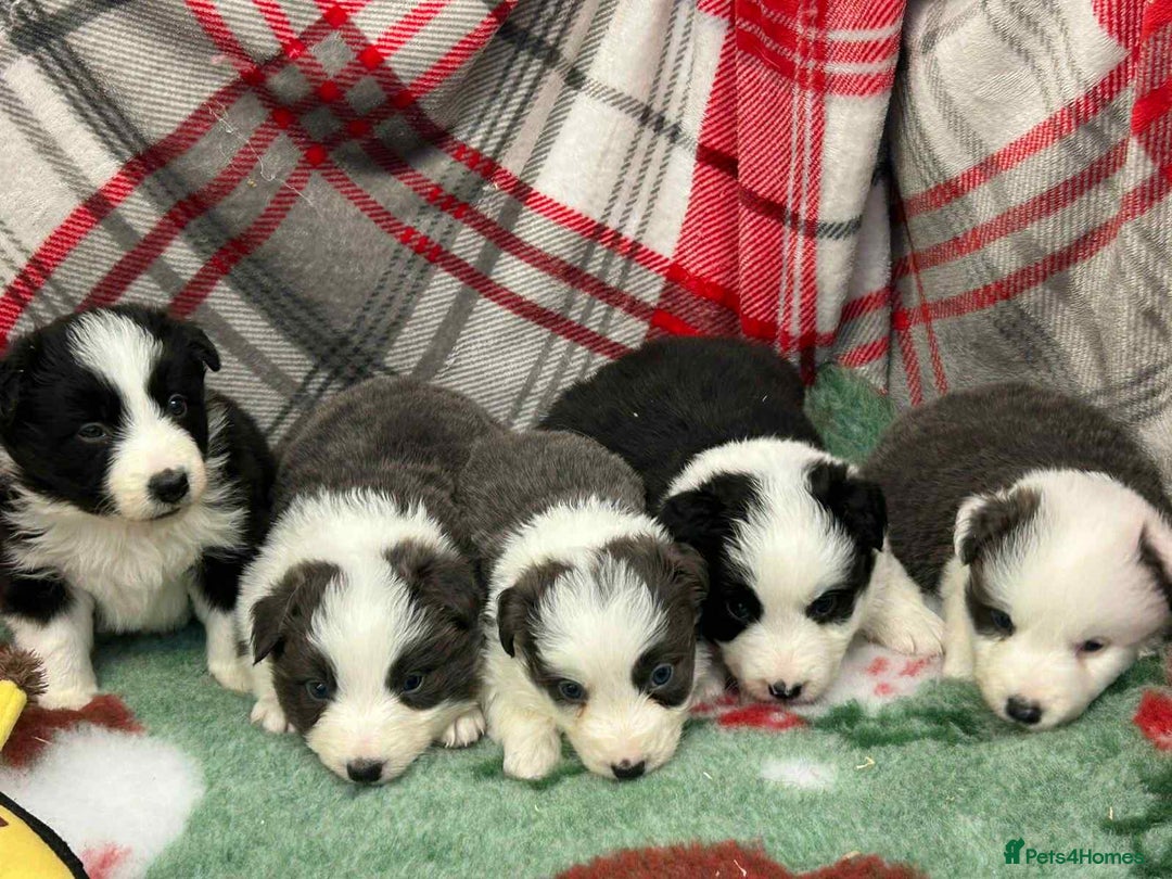 Border Collie dogs for sale: WINNING CRUFTS COMPETITORS. KC REG, HEALTH TESTED - Image 4