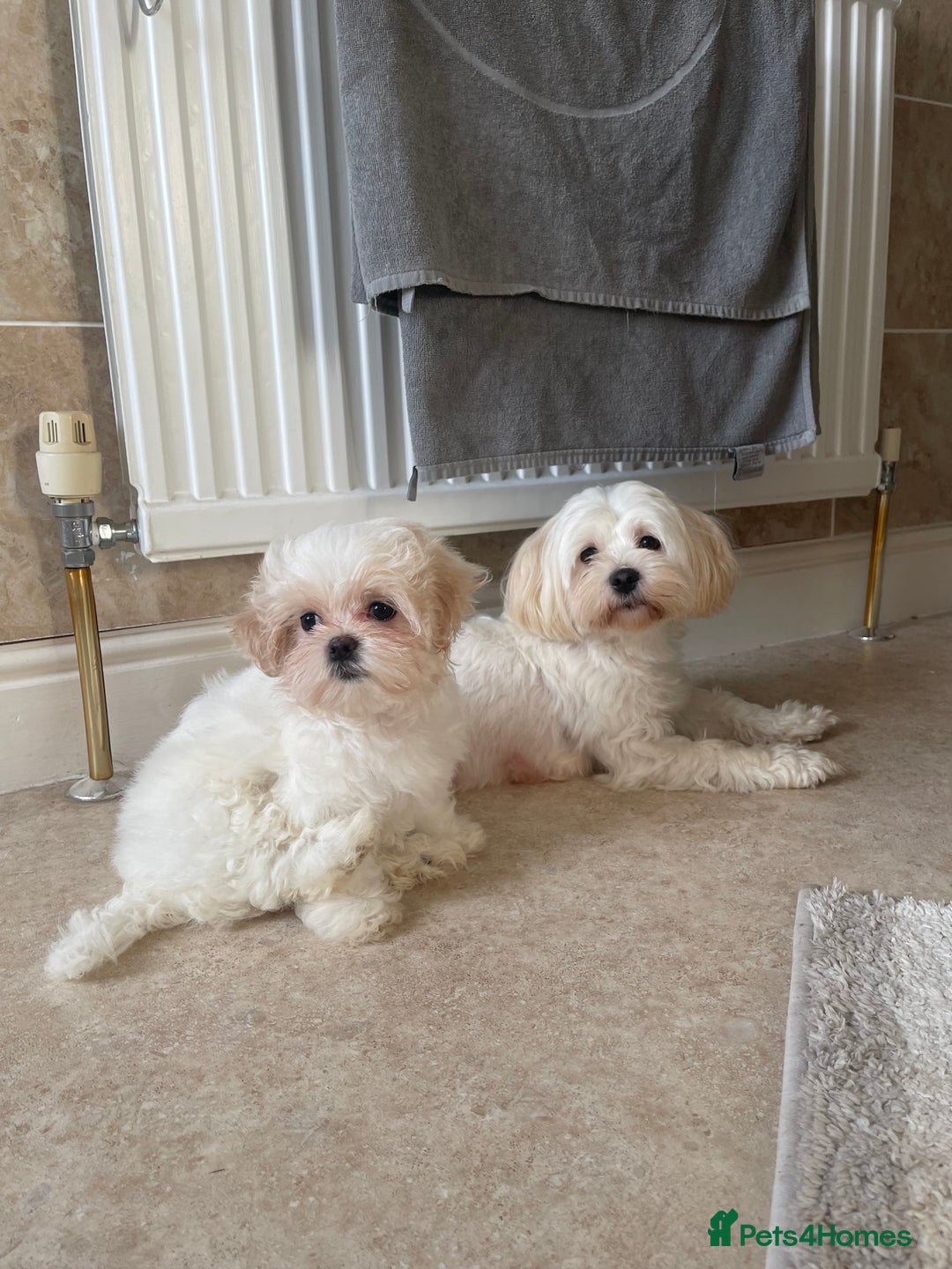 Maltese dogs for sale: *READY NOW* Korean Maltese x Malshi puppies 🐾 - Advert 1