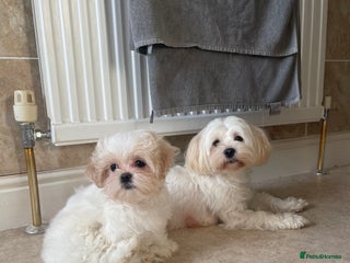 Maltese dogs *READY NOW* Korean Maltese x Malshi puppies 🐾 - Advert 12