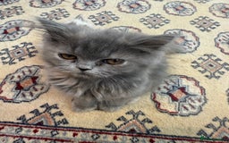 Persian cats for sale: Grey Persian Kittens  - Image 4
