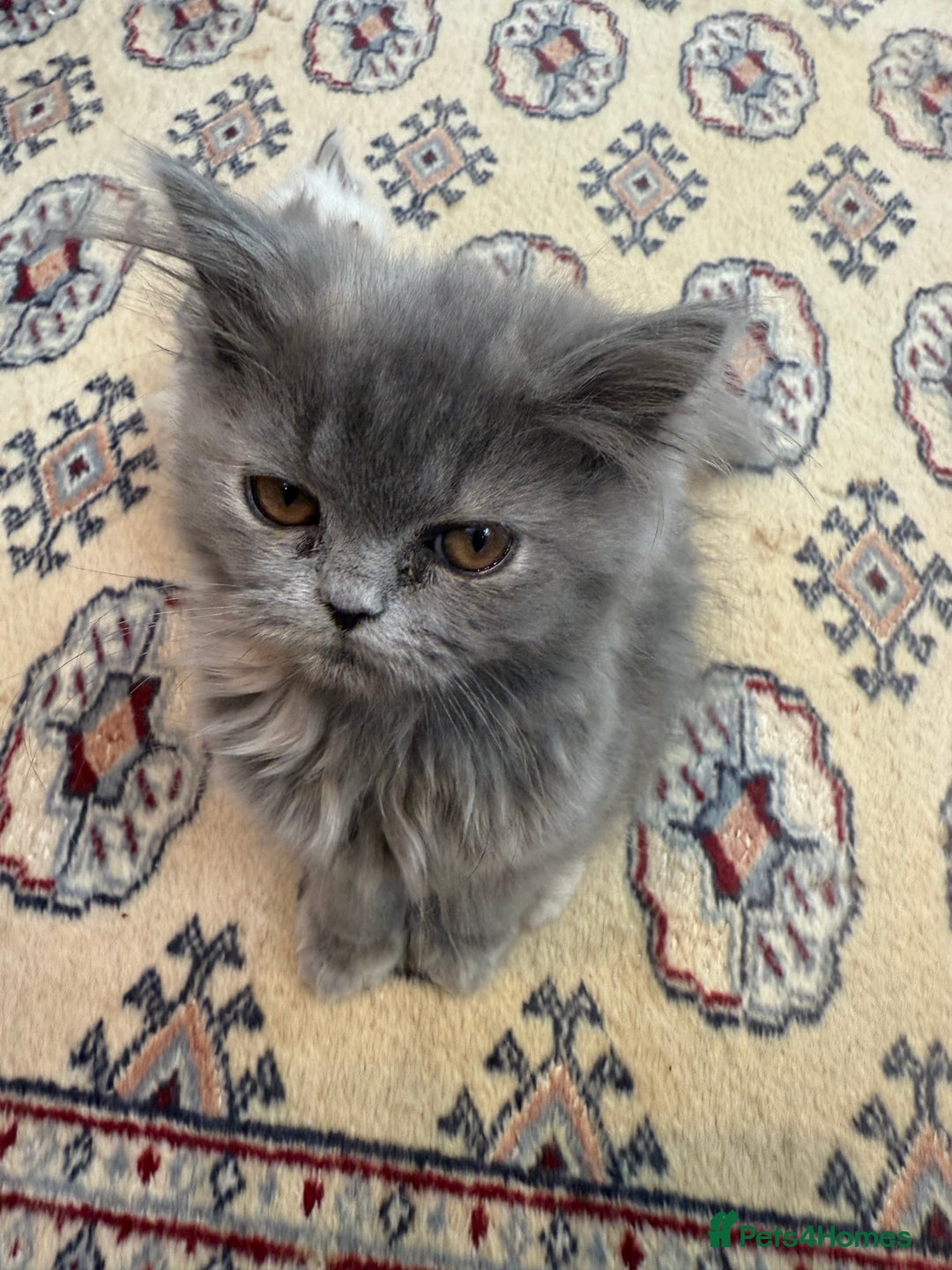 Persian cats for sale: Grey Persian Kittens  - Image 4