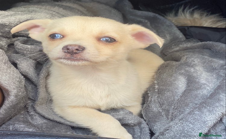 Pomchi dogs - Advert 1