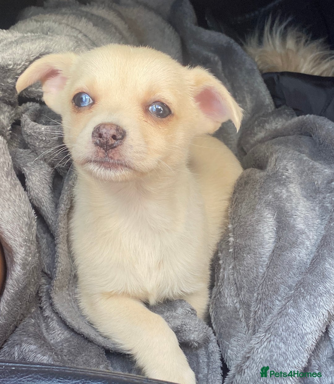 Pomchi dogs for sale: Pomchi girl - Image 1
