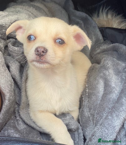 Pomchi dogs - Advert 1