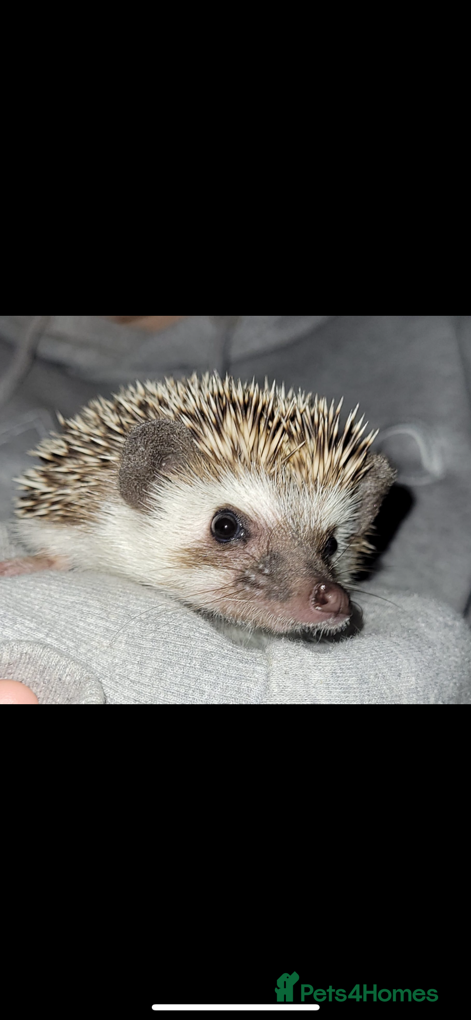 Pygmy Hedgehog rodents Female Pygmy hedgehog  - Advert 3