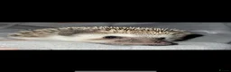 Pygmy Hedgehog rodents for sale: Female Pygmy hedgehog  in Birmingham - Advert 1