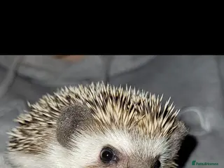Pygmy Hedgehog rodents Female Pygmy hedgehog - Advert 3