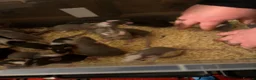 Rat rodents for sale: Adorable Dumbo baby rats  - Advert 11