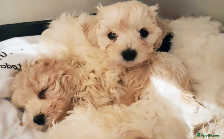 Maltipoo dogs F1 HEALTH TESTED TOY SIZE MALTIPOO PUPPIES  - Advert 4