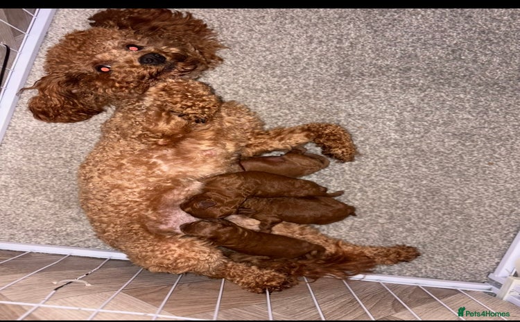 Cockapoo dogs - Advert 5