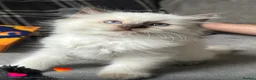 Ragdoll cats for sale: 🤎Exceptional Rare Chocolate Point Ragdoll Boy 🤎 - Advert 4
