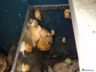 Snails invertebrates Giant African land snails for sail - Advert 17