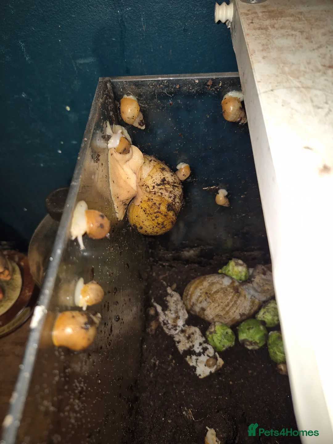 Snails invertebrates for sale: Giant African land snails for sail - Advert 1