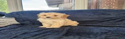 Cavapoochon dogs for sale: Beautiful Cavapoochon Puppies - Ready Now  - Advert 20