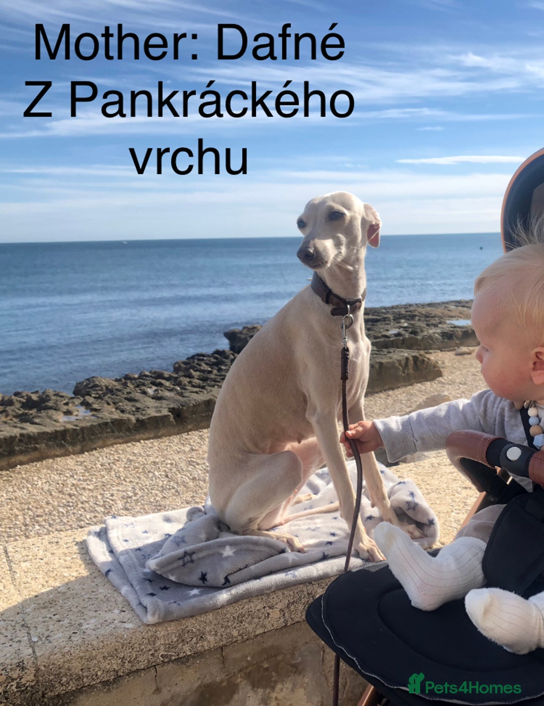 Italian Greyhound dogs for sale: Italian greyhound puppies KC reg European Lineage in Leeds - Image 18