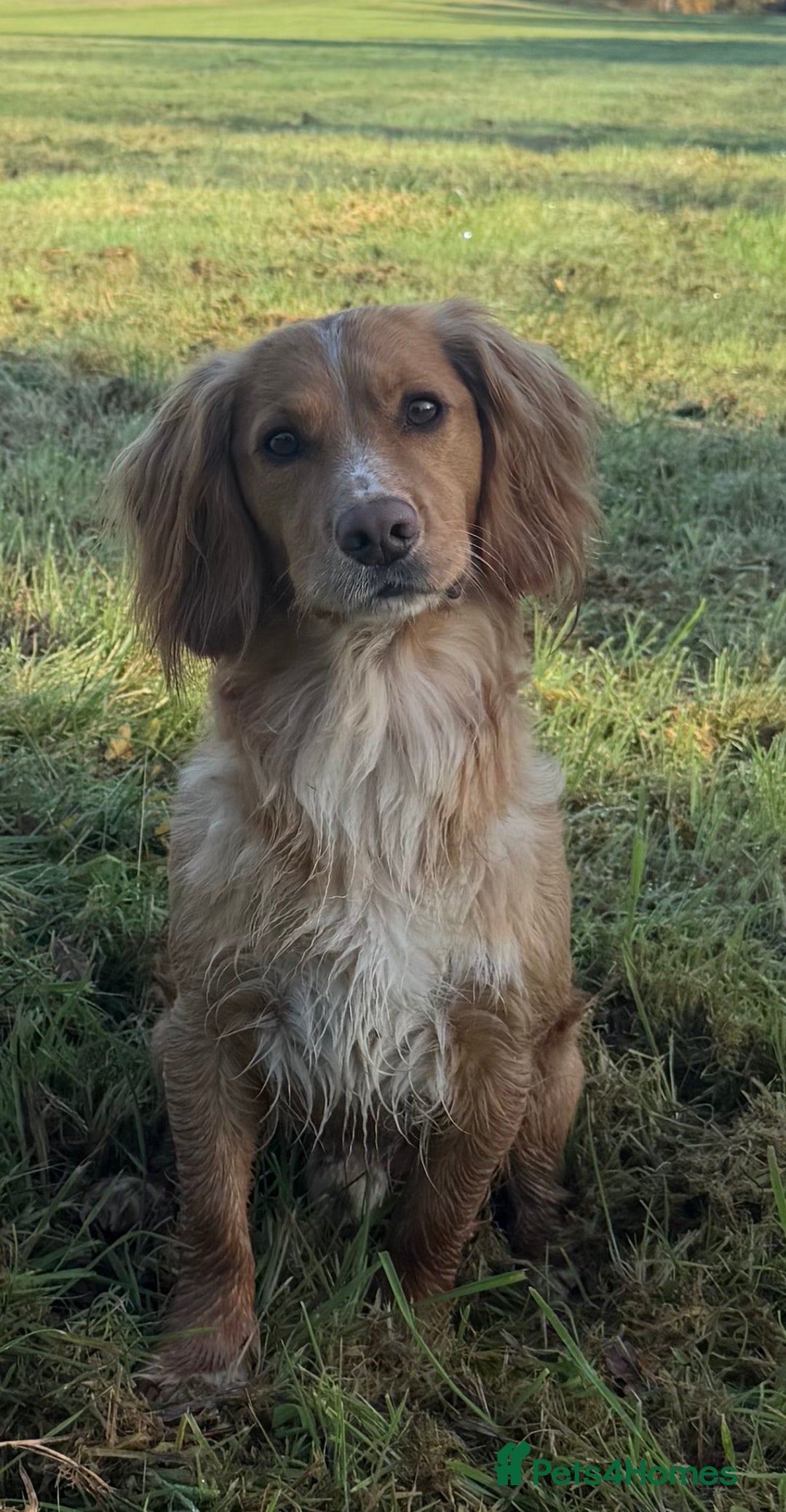 Cocker Spaniel dogs for stud: Stunning KC Working Cocker Spaniel at stud - Advert 4