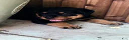 Rottweiler dogs for sale: ⭐️4 Rottweiler Boys For Sale ⭐️ - Advert 9