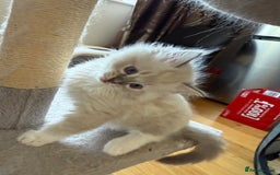 Ragdoll cats for sale: Beautiful  - Image 7