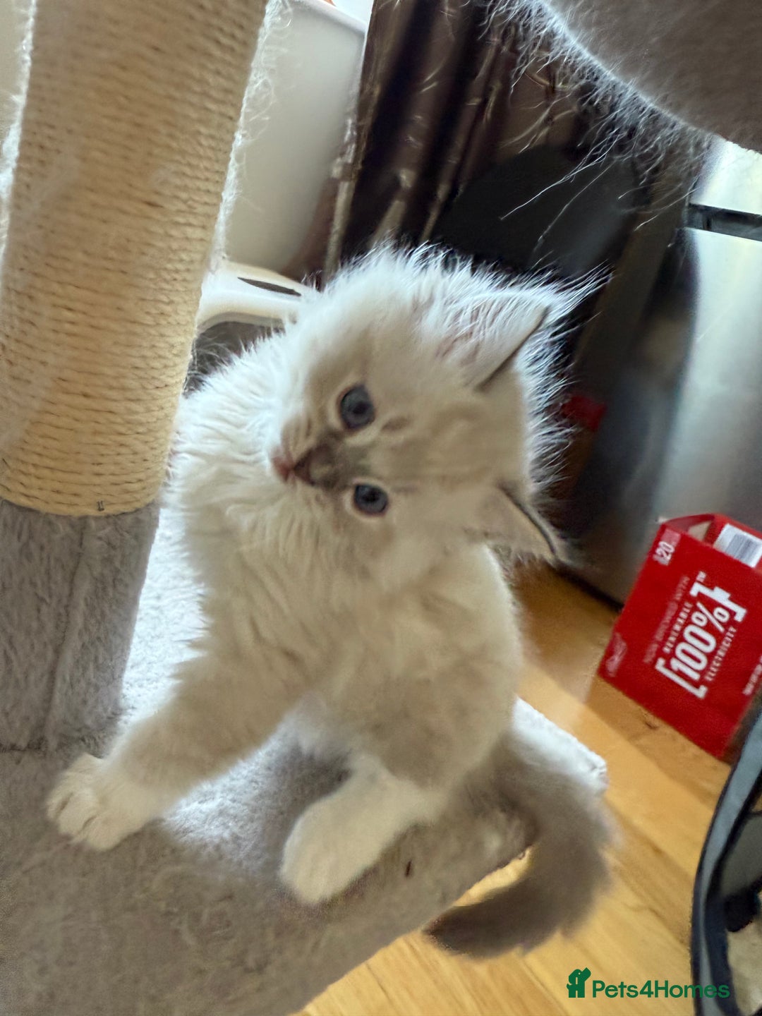 Ragdoll cats for sale: Beautiful  - Image 7
