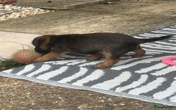 Border Terrier dogs for sale: Gorgeous KC reg Border Terrier Boys - Image 11