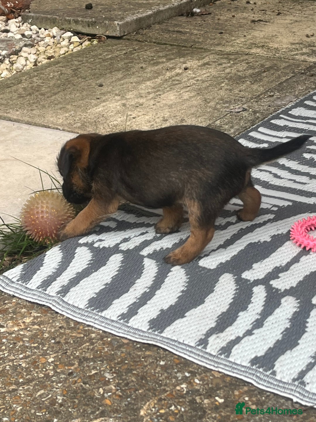 Border Terrier dogs for sale: Gorgeous KC reg Border Terrier Boys - Image 11