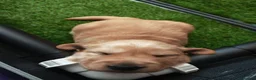 Golden Retriever dogs for sale: READY TO RESERVE  in Bradford - Advert 20