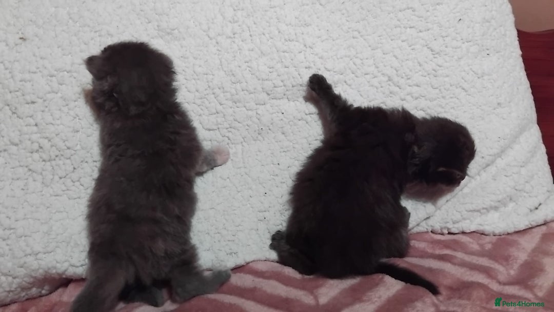 Maine Coon cats for sale: Maine Coons Kittens For Sale  - Advert 8