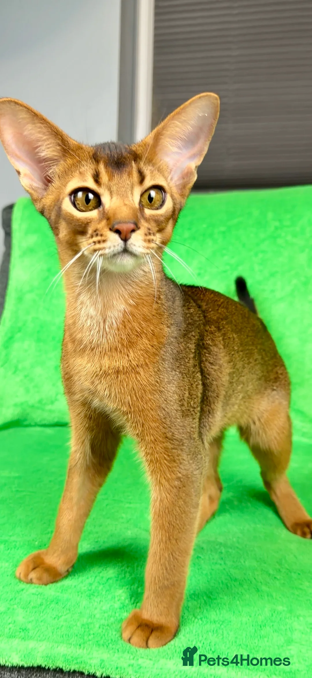 Abyssinian cats for sale: One boy left🤎Raised with Love Abyssinian Kittens - Advert 1