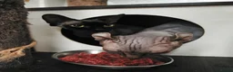 Sphynx cats for sale: Canadian x Elf Sphynx Kittens - Advert 2