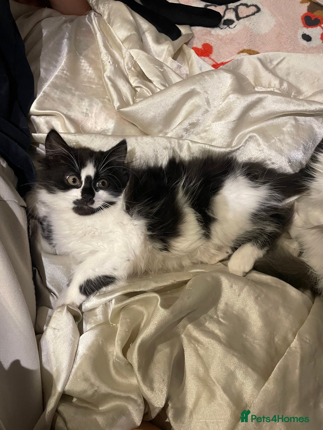 Mixed Breed cats for sale: Black and white mixed cat  - Image 5