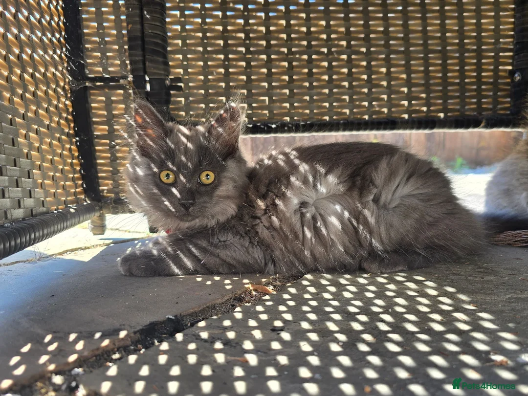Mixed Breed cats for sale: Beautiful Siberian x Nebelung kittens  - Advert 9