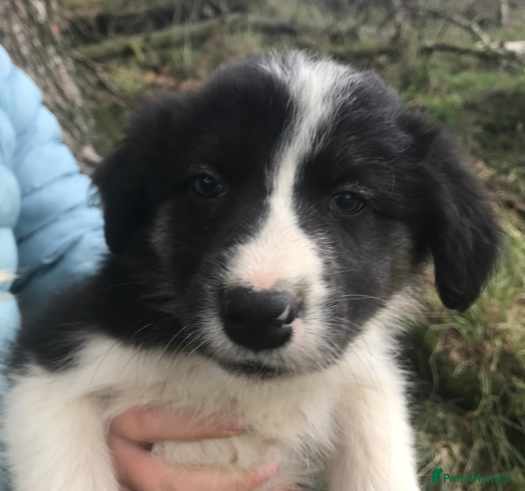 Border Collie dogs for sale: Border Collies Farmbred  - Image 10