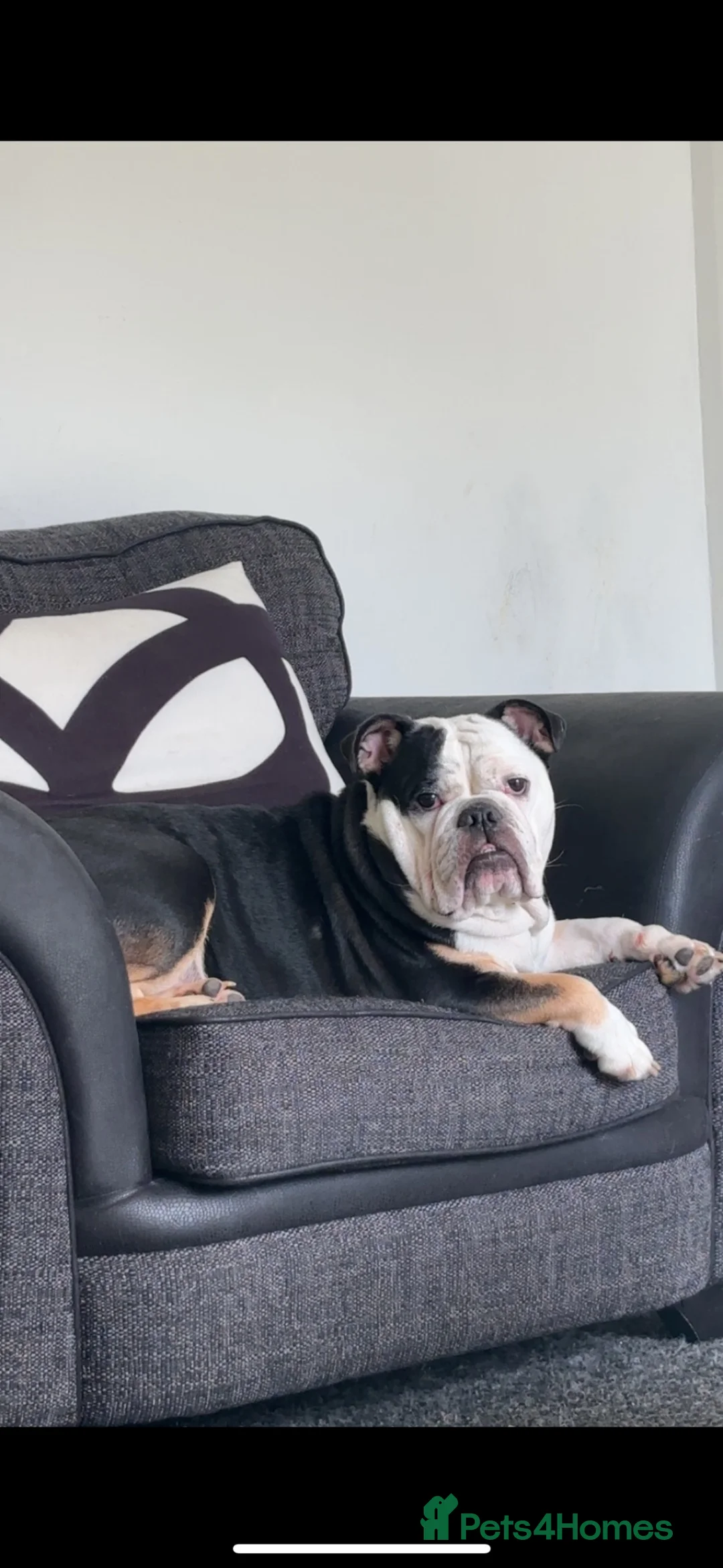 English Bulldog dogs for sale: English bulldog - Advert 7