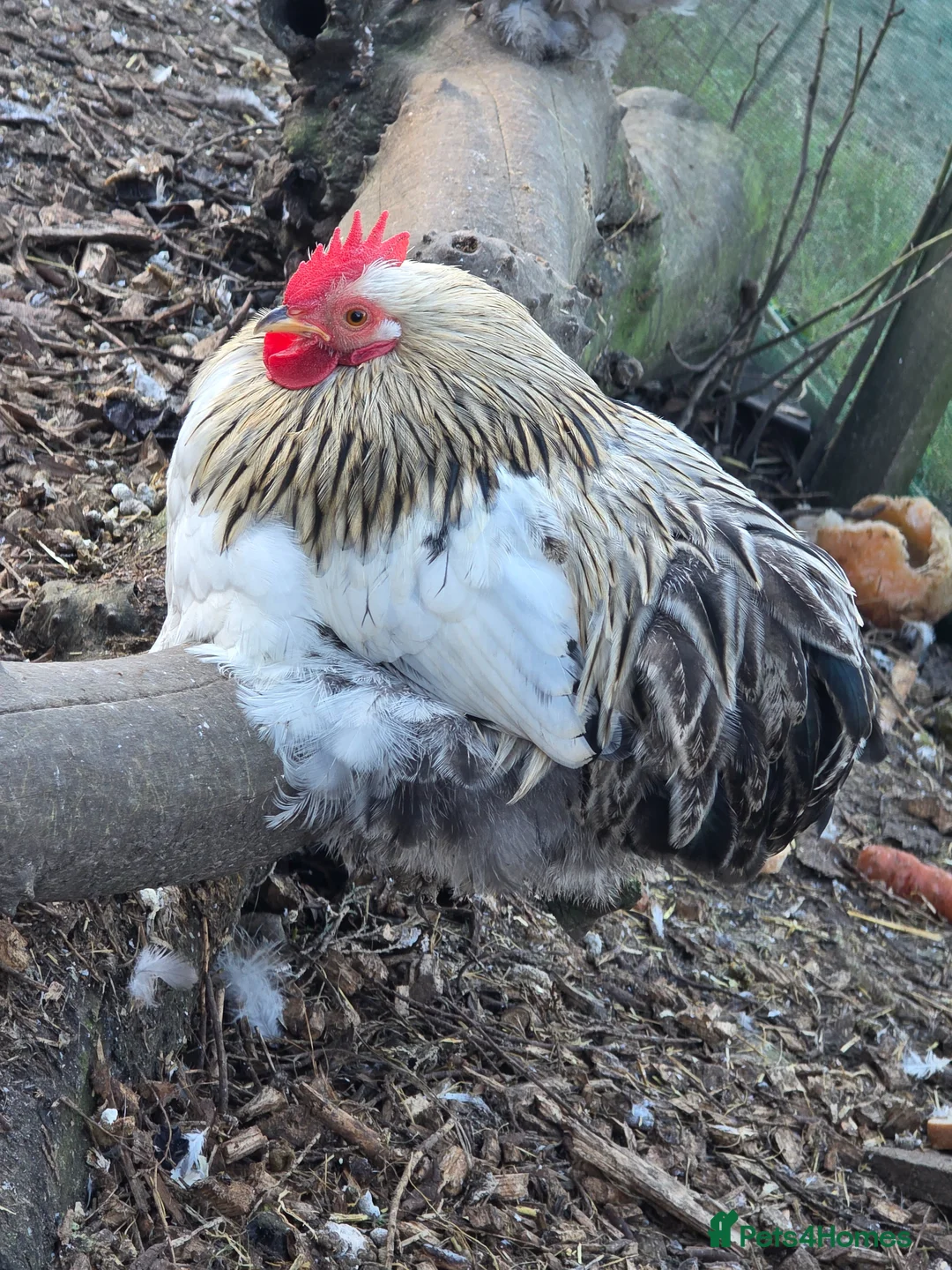 Chickens poultry for sale: bantam cockerells  - Advert 1