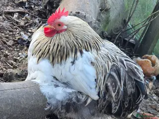 Chickens poultry bantam cockerells - Advert 11