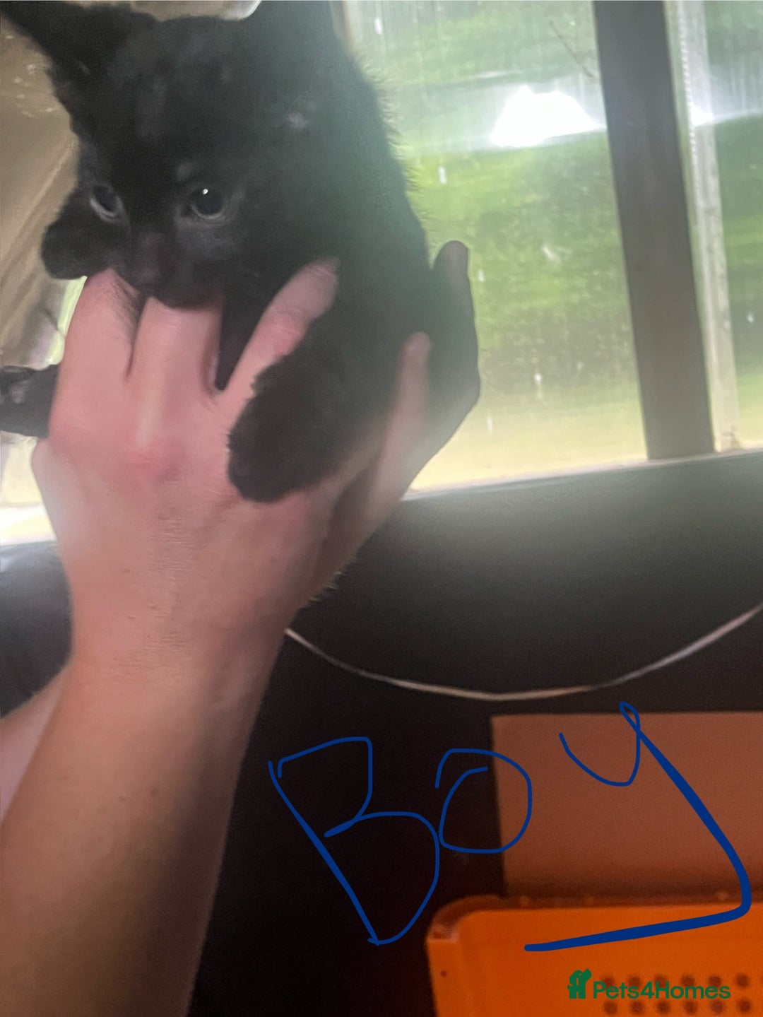 Mixed Breed cats for sale: Ragdoll/mainecoon mix  - Image 4
