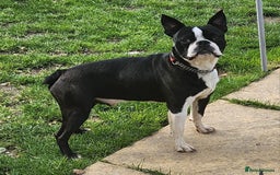 Boston Terrier dogs for stud: Stunning Proven KC Boston Terrier stud dog in Leeds - Image 5