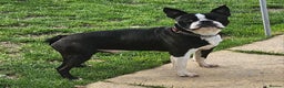 Boston Terrier dogs for stud: Stunning Proven KC Boston Terrier stud dog in Leeds - Advert 5