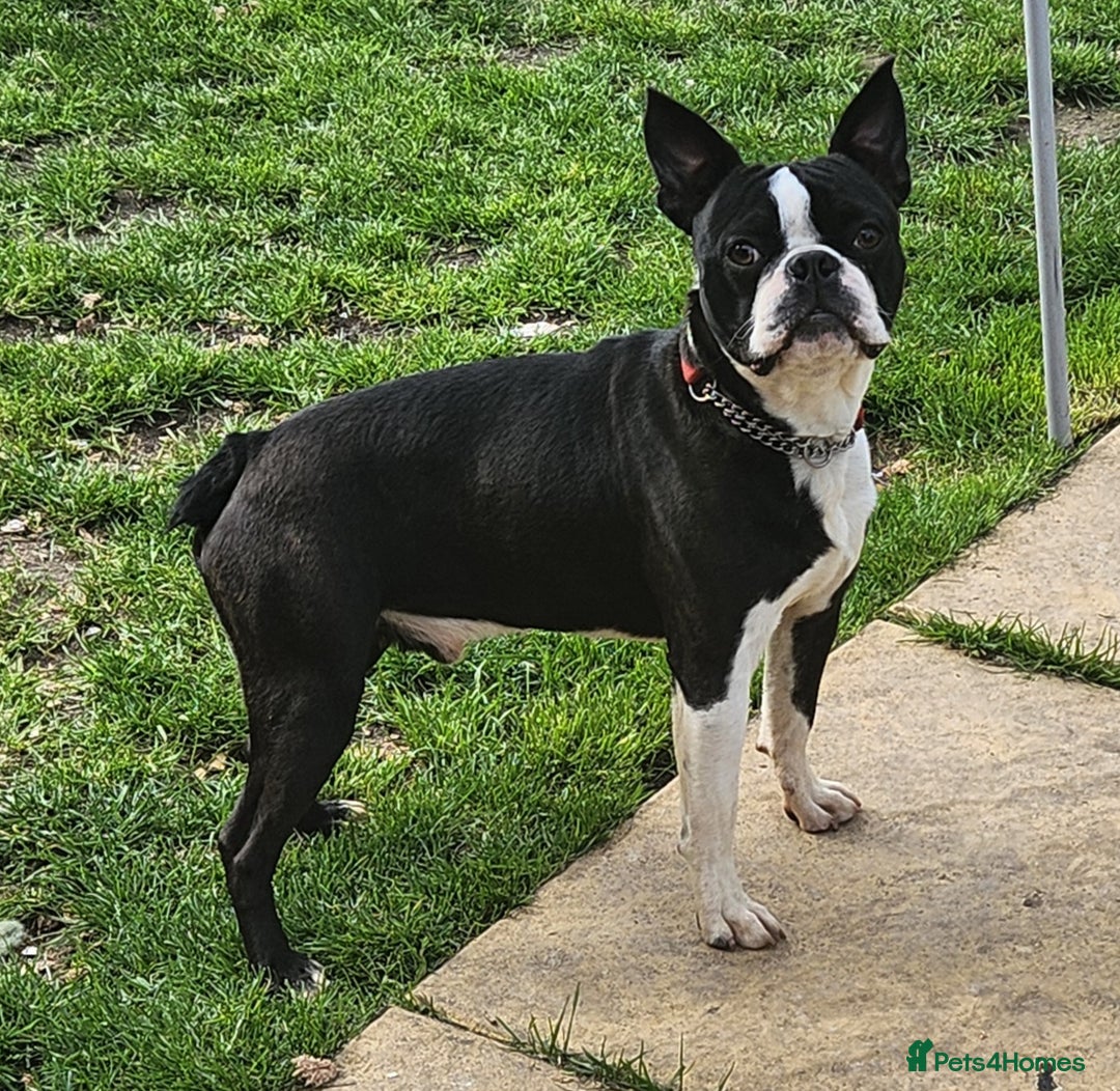 Boston Terrier dogs for stud: Stunning Proven KC Boston Terrier stud dog in Leeds - Image 5