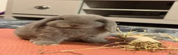 Mini Lop rabbits for sale: Male and Female Mini Lop Rabbits in York - Advert 4