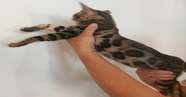 Bengal cats - Advert 5