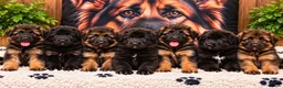 German Shepherd dogs for sale: Exceptional Long-Haired German Shepherd Puppies - Advert 1