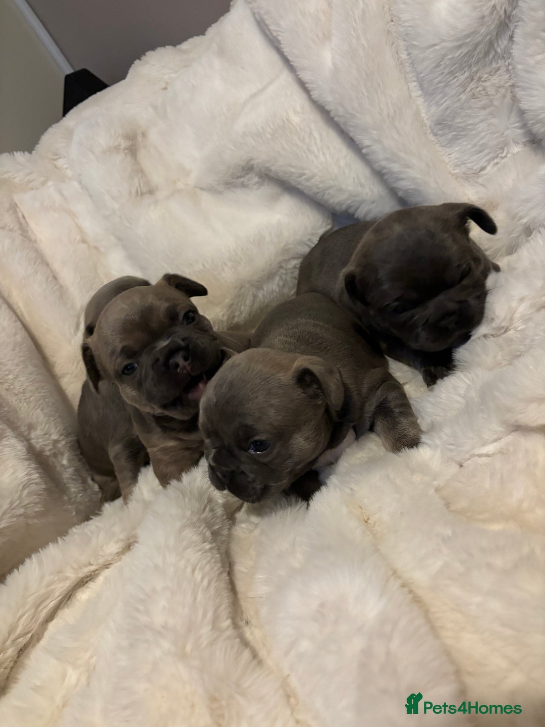 French Bulldog dogs for sale: French bulldog #fluffy#kc - Advert 1